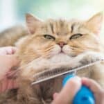 apa itu grooming kucing